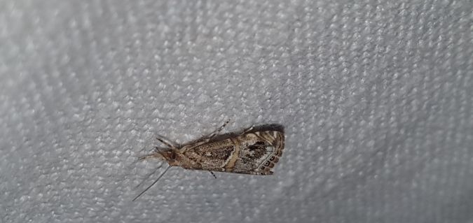 Euchromius cambridgei  - Melchior Viallet