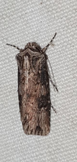 Agrotis syricola  - Melchior Viallet