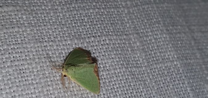 Smaragdine rouillée  - Melchior Viallet