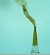 Caloptilia betulicola  - Melchior Viallet