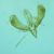 Caloptilia stigmatella  - Melchior Viallet