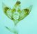 Depressaria adustatella  - Melchior Viallet