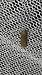 Filatima spurcella  - Melchior Viallet