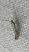 Caloptilia stigmatella  - Melchior Viallet