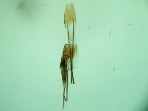 Isophrictis kefersteiniellus  - Melchior Viallet
