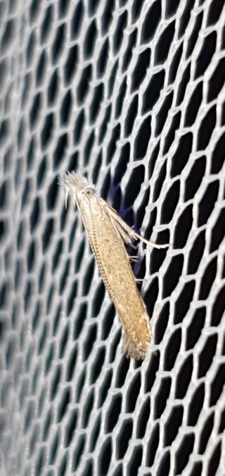 Isophrictis kefersteiniellus  - Melchior Viallet