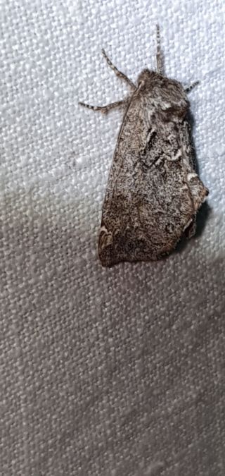 Rhegmatophila alpina  - Melchior Viallet