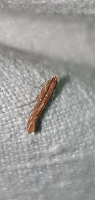 Pyroderces argyrogrammos  - Melchior Viallet