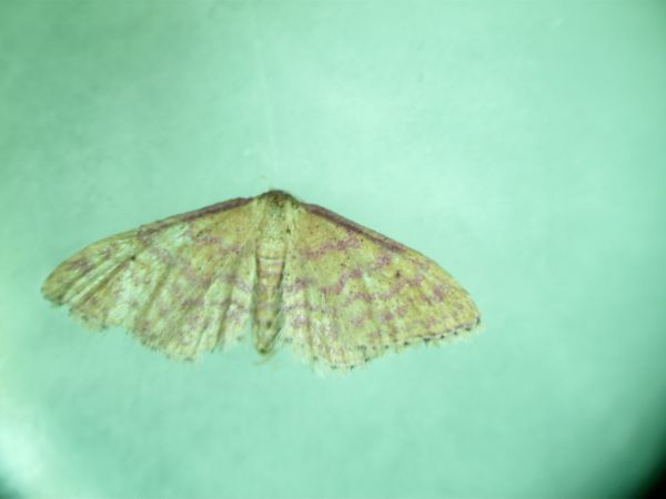 Idaea rhodogrammaria  - Melchior Viallet