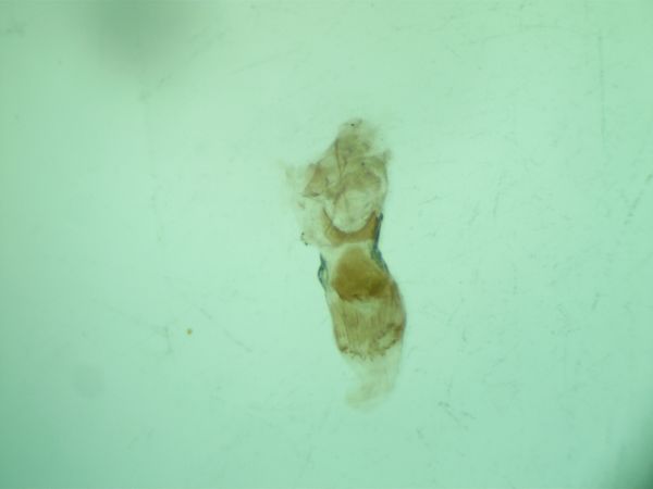 Idaea rhodogrammaria  - Melchior Viallet