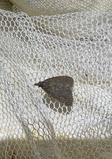Stemmatophora syriacalis  - Melchior Viallet