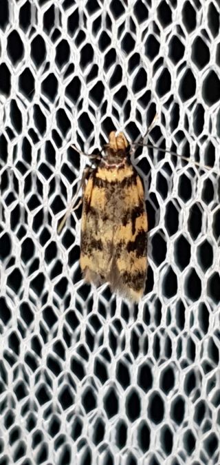 Oegoconia caradjai  - Melchior Viallet
