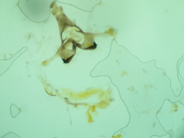Coleophora oriolella  - Melchior Viallet