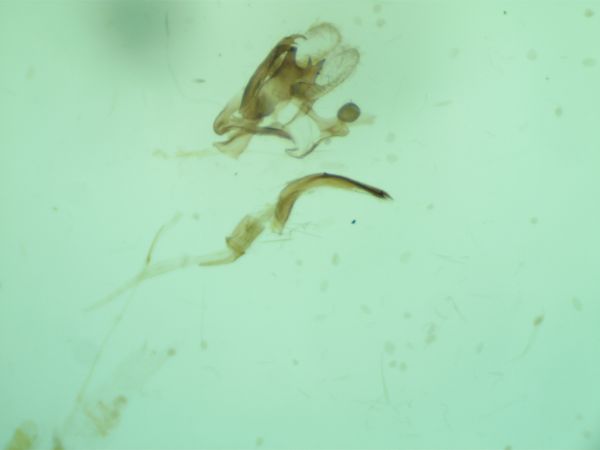 Coleophora striatipennella  - Melchior Viallet