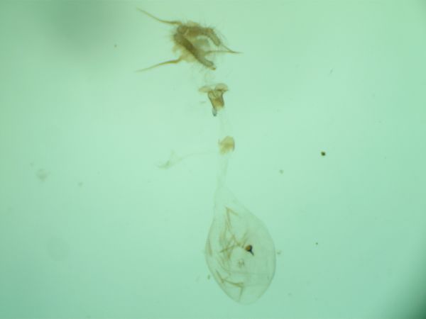 Epinotia tenerana  - Melchior Viallet