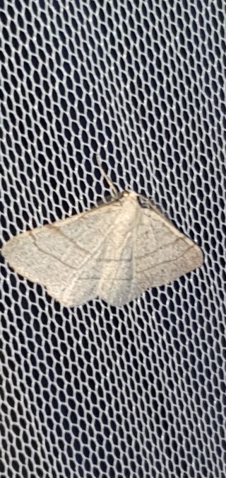 Adactylotis gesticularia  - Melchior Viallet