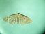 Idaea rhodogrammaria  - Melchior Viallet
