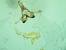 Coleophora oriolella  - Melchior Viallet