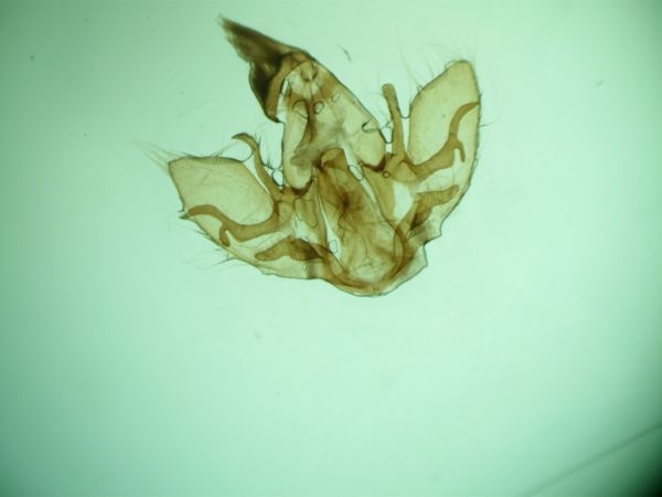 Dysgonia algira  - Melchior Viallet