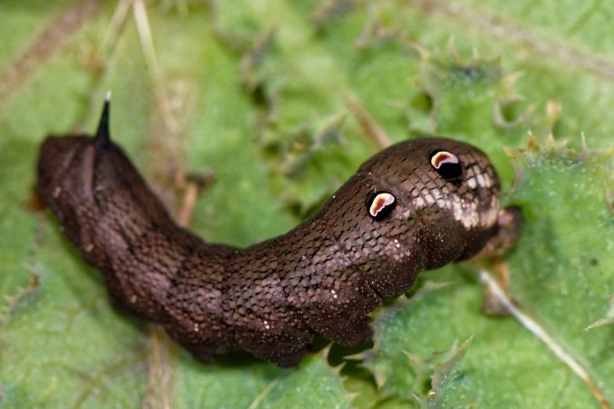 Grand Sphinx de la vigne  - Benoit Baudin