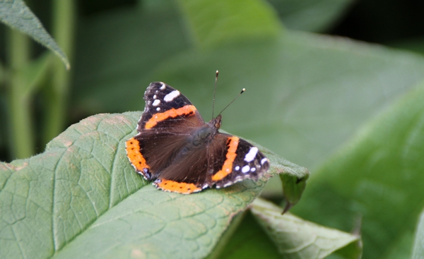 Vulcain  - Dominique Lemercier