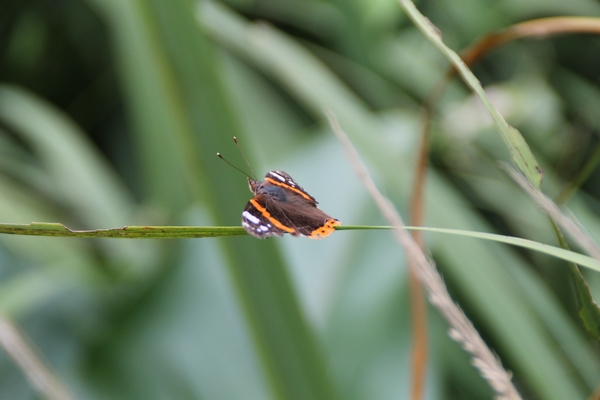 Red Admiral  - Dominique Lemercier
