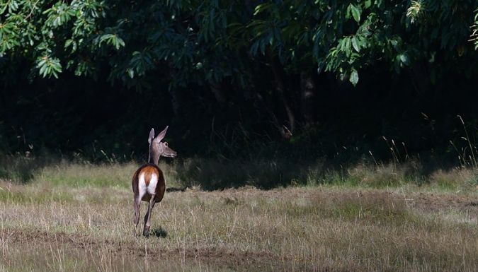 Cerf élaphe  - Gerard Laillier