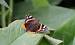 Red Admiral  - Dominique Lemercier