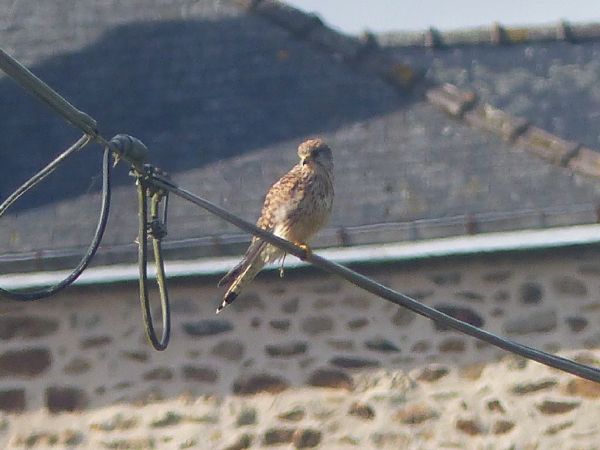 Faucon crécerelle  - Michel Dréano