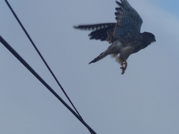 Faucon crécerelle  - Michel Dréano