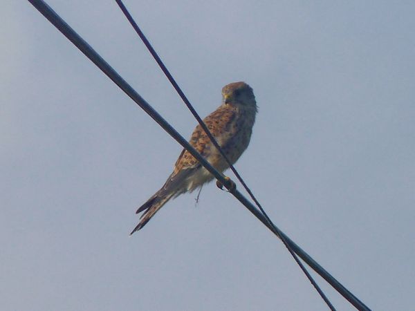 Common Kestrel  - Michel Dréano