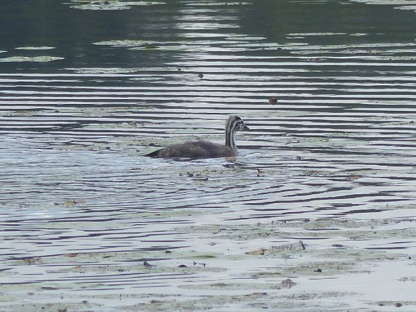 Great Crested Grebe  - Michel Dréano
