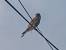 Common Kestrel  - Michel Dréano