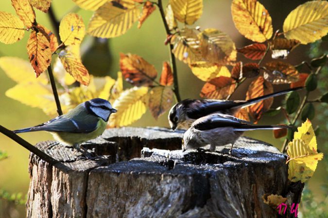 Mésange à longue queue  - Bruno Foulard