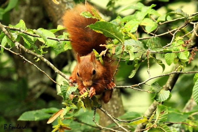 Ecureuil roux  - Bruno Foulard