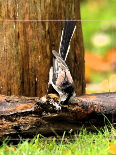 Mésange à longue queue  - Bruno Foulard