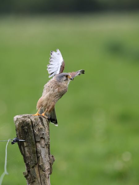 Faucon crécerelle - Lionel Manceau