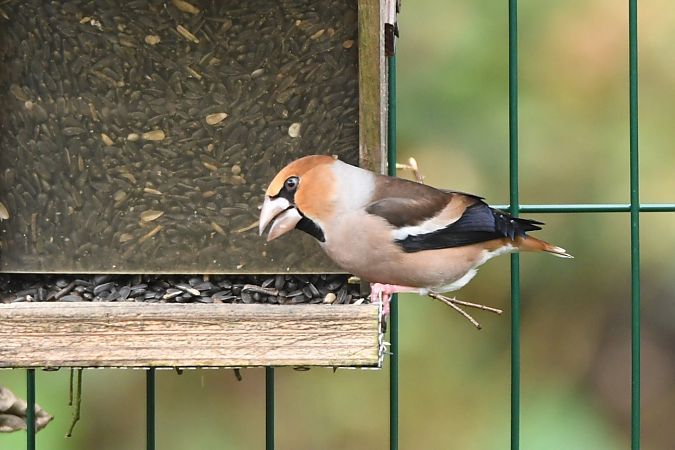 Grosbec casse-noyaux - Michel Clavreul