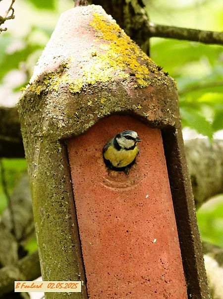 Mésange bleue  - Bruno Foulard