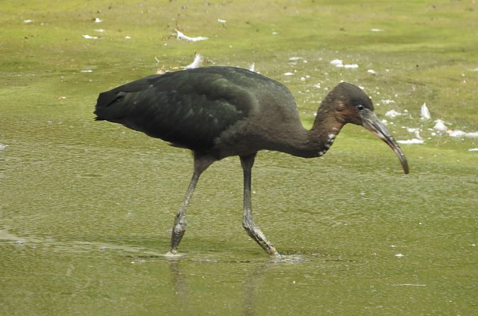 Ibis falcinelle  - Marie Françoise et James Illand