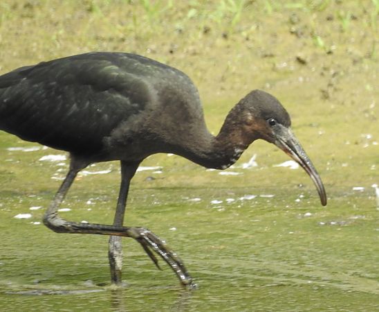 Ibis falcinelle  - Marie Françoise et James Illand