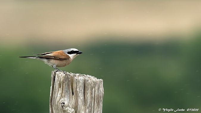Pie-grièche écorcheur  - Virgile Fuchs