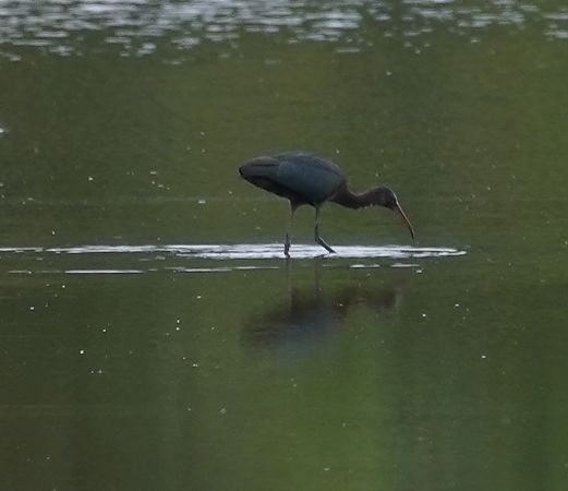 Ibis falcinelle  - Emmanuel Noyer