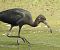 Ibis falcinelle  - Marie Françoise et James Illand