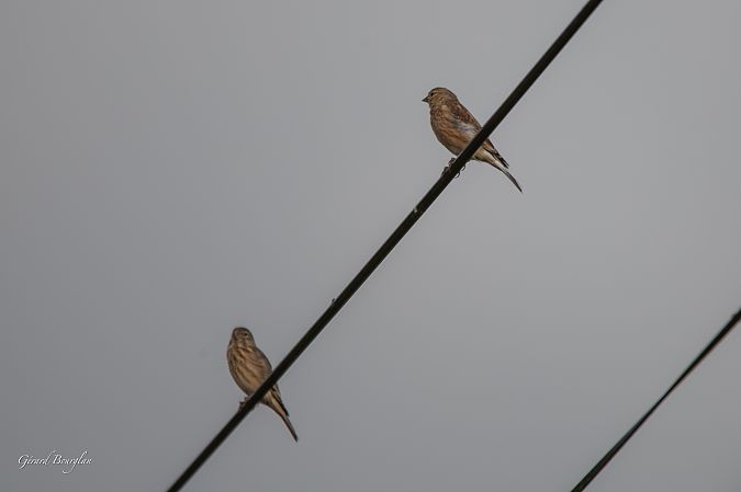Linotte mélodieuse  - Gerard Bourglan