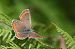 Collier de corail (Aricia agestis) © Samuel Ortion