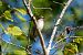 Gobemouche gris (Muscicapa striata) © Gerard Bourglan