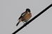 Tarier pâtre (Saxicola rubicola) © Gerard Bourglan