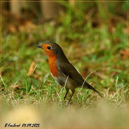 Rougegorge familier  - Bruno Foulard