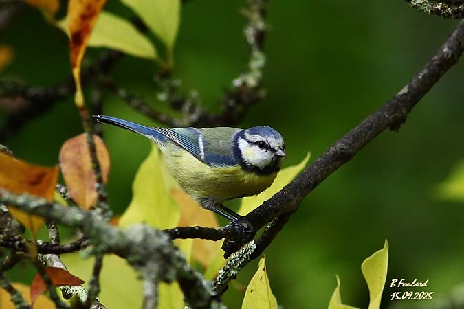 Mésange bleue  - Bruno Foulard